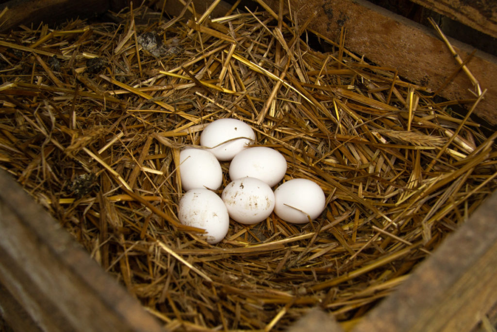 dirty eggs in a nesting box filled with straw