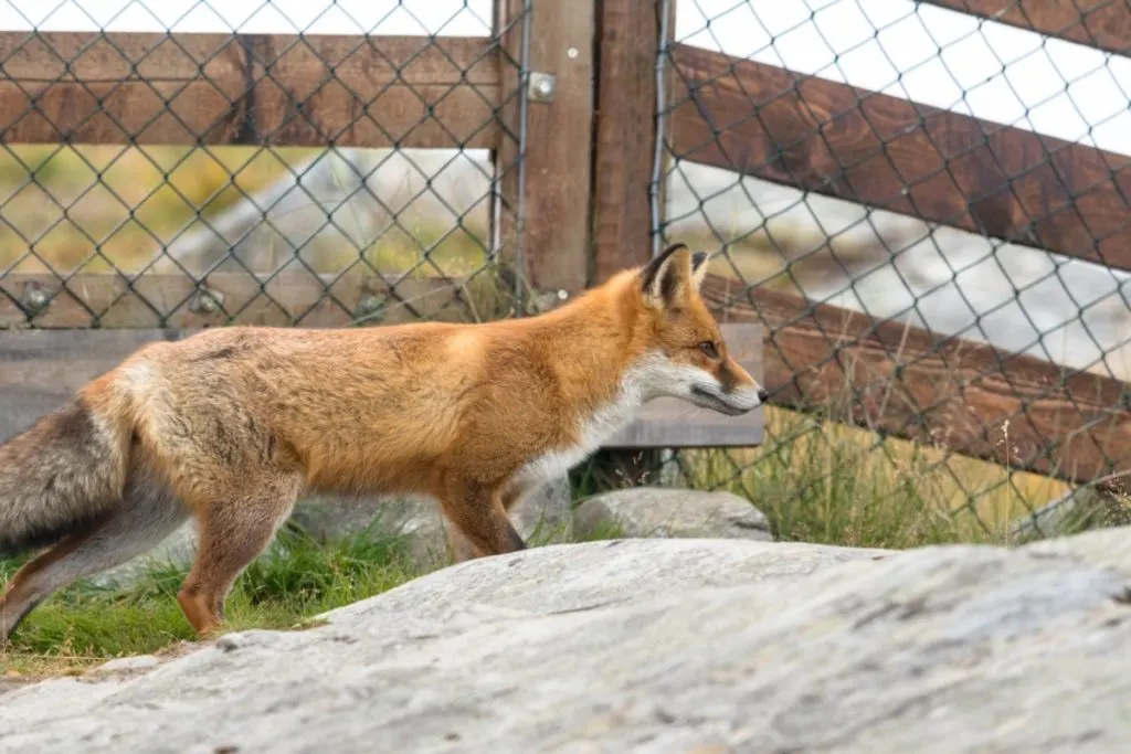 a red fox outside of a fenced in chicken run