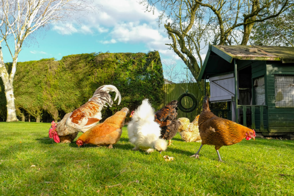 a group of chicken free ranging on a sunny lawn