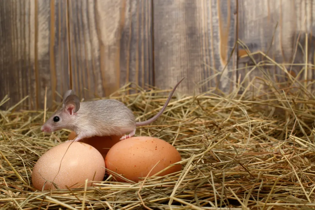 a mouse sitting on top of several eggs in a nest