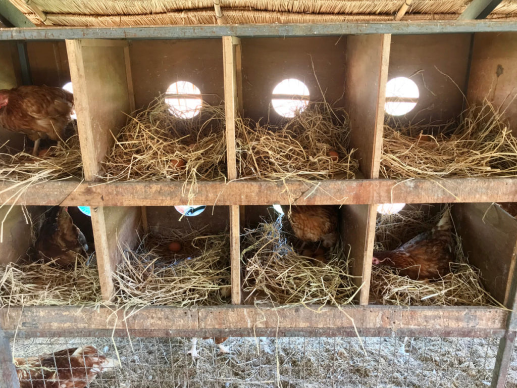 a row of nesting boxes with several chickens in them