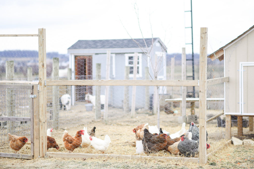 a flock of chickens inside a fenced in run