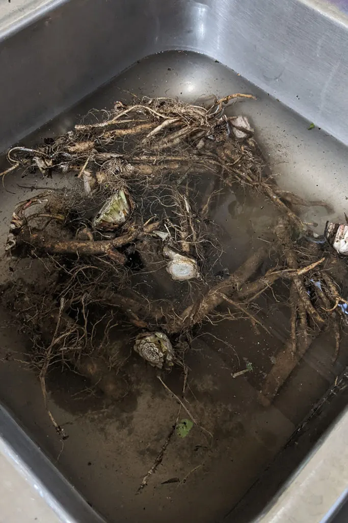 A sink full of muddy dandelion roots.