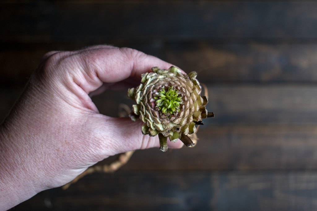 Close up of a trimmed dandelion rosette.