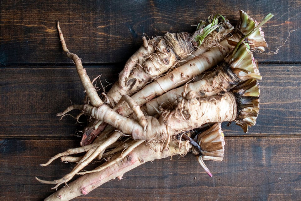 Harvesting Dandelion Roots + 3 Brilliant Uses