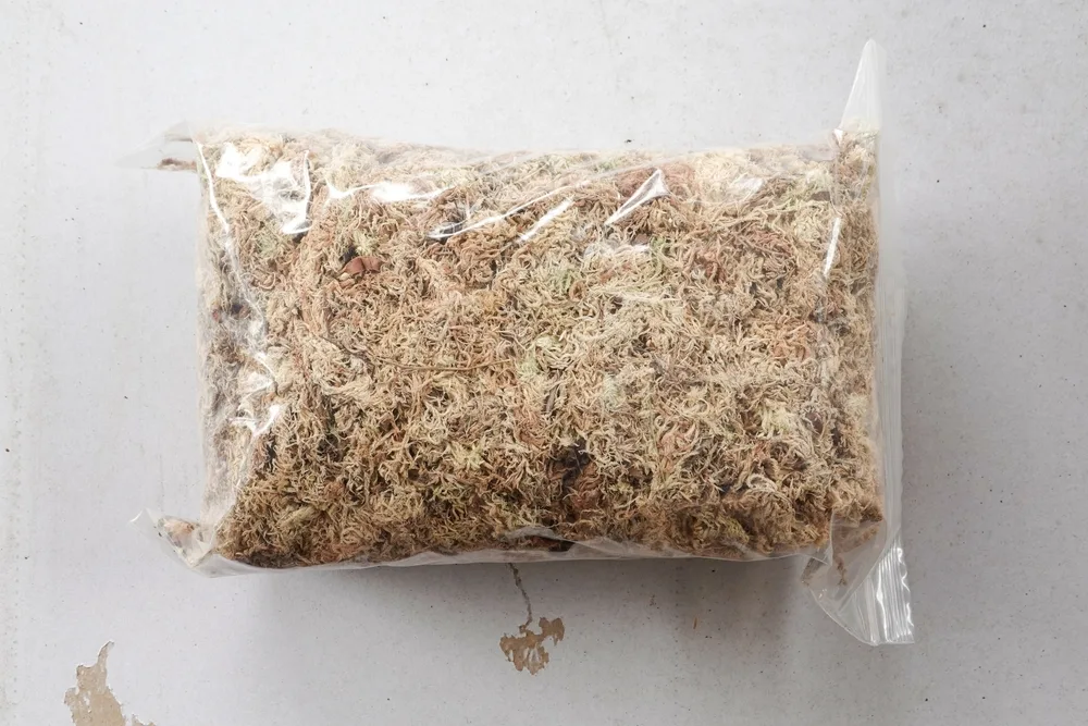 7 Reasons To Grow Sphagnum Moss & How To Grow It