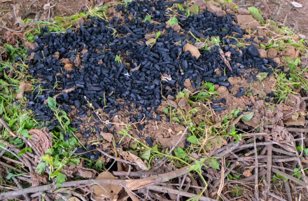 A pile of biochar on a bed of twigs.