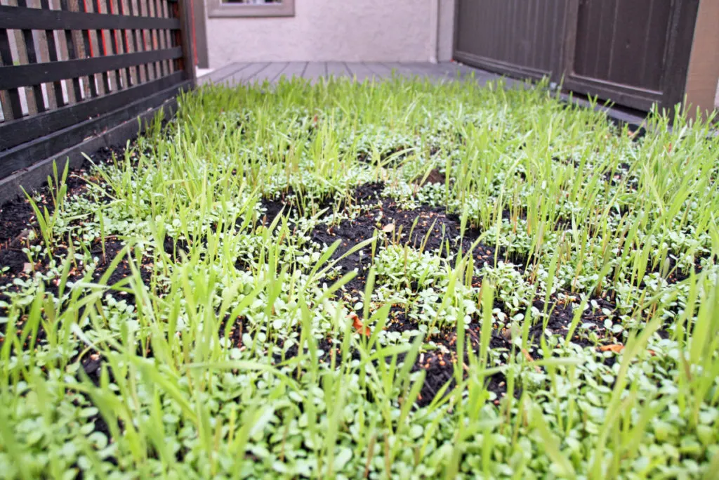 A winter cover crop growing in a raised bed garden.