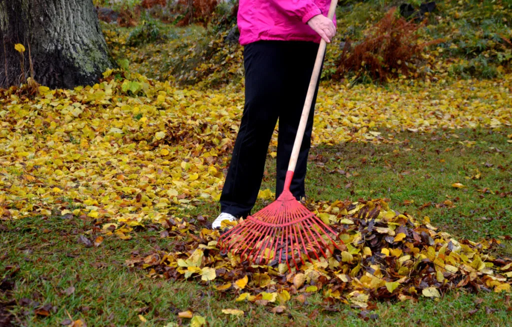 Lower half of a woman raking leaves in a fall setting.
