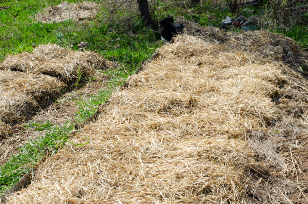 A thick layer of straw has been applied to a raised bed.