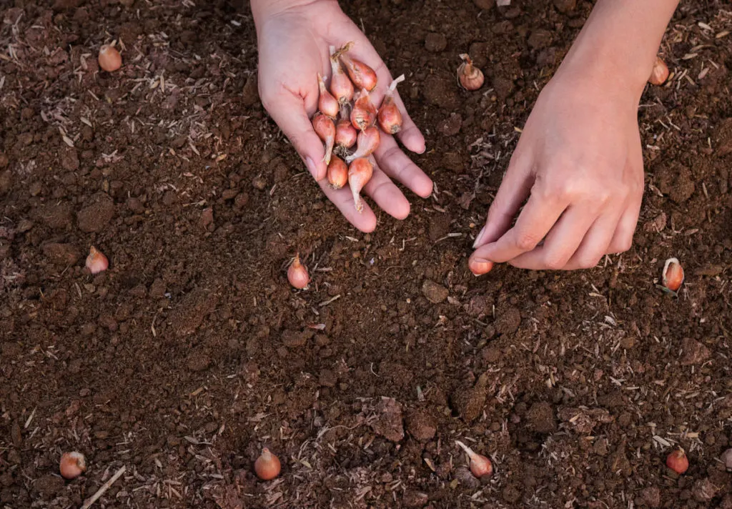 hands planting onion sets in the ground.