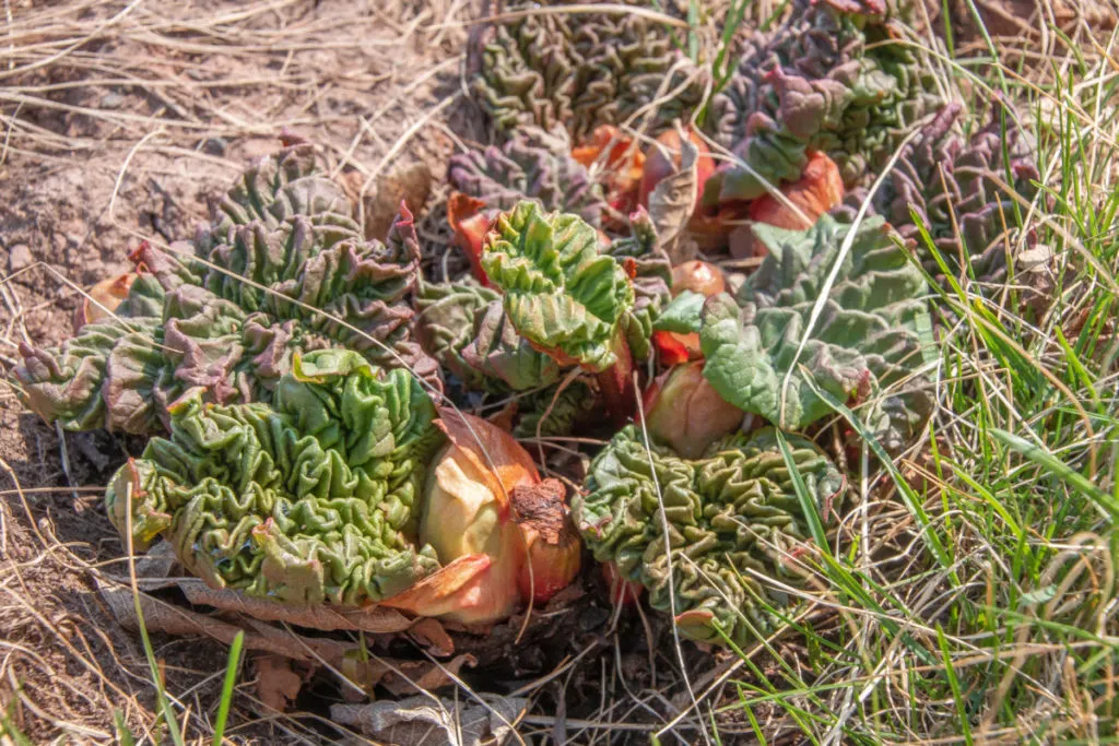 A small rhubarb plant in the soil.
