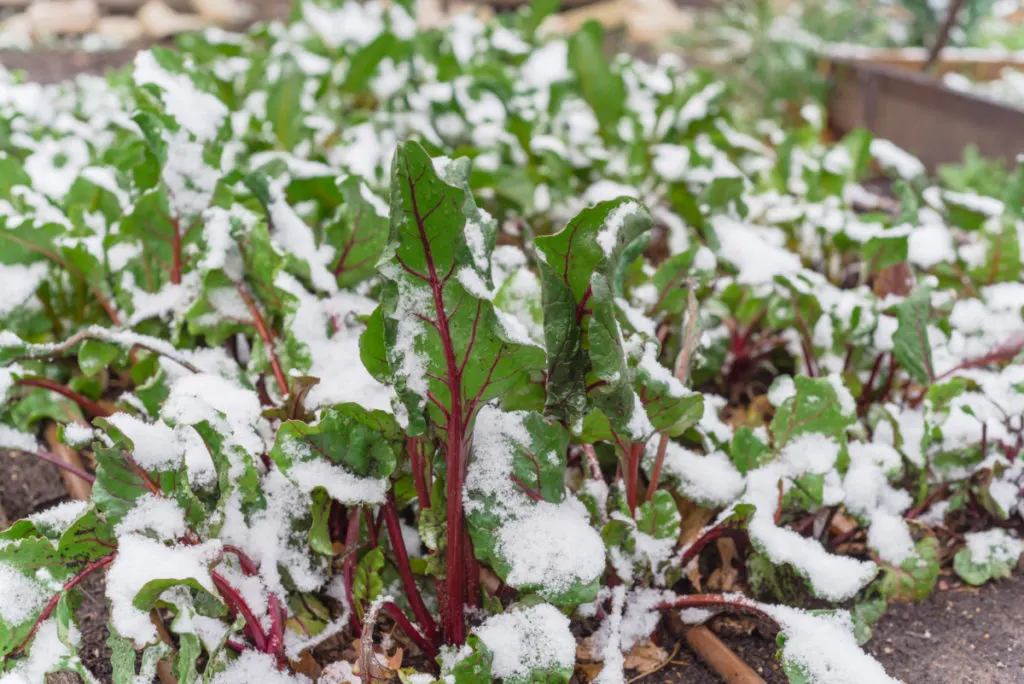 Beet leaves growing up out of the ground with snow on the leaves.