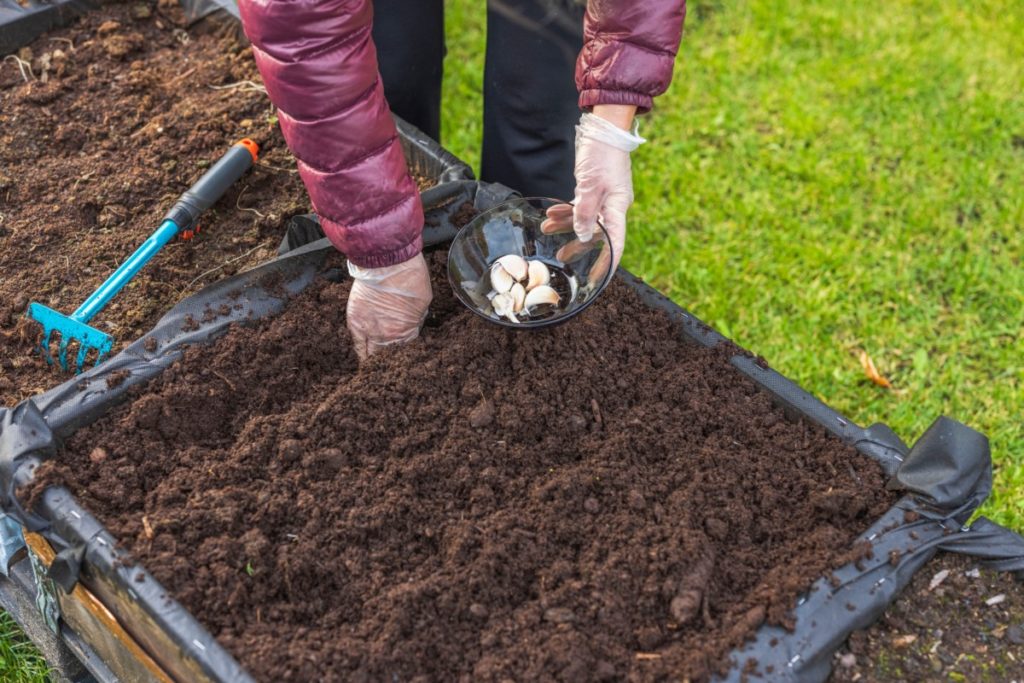 A woman in a winter jacket plants garlic cloves in a small raised bed.
