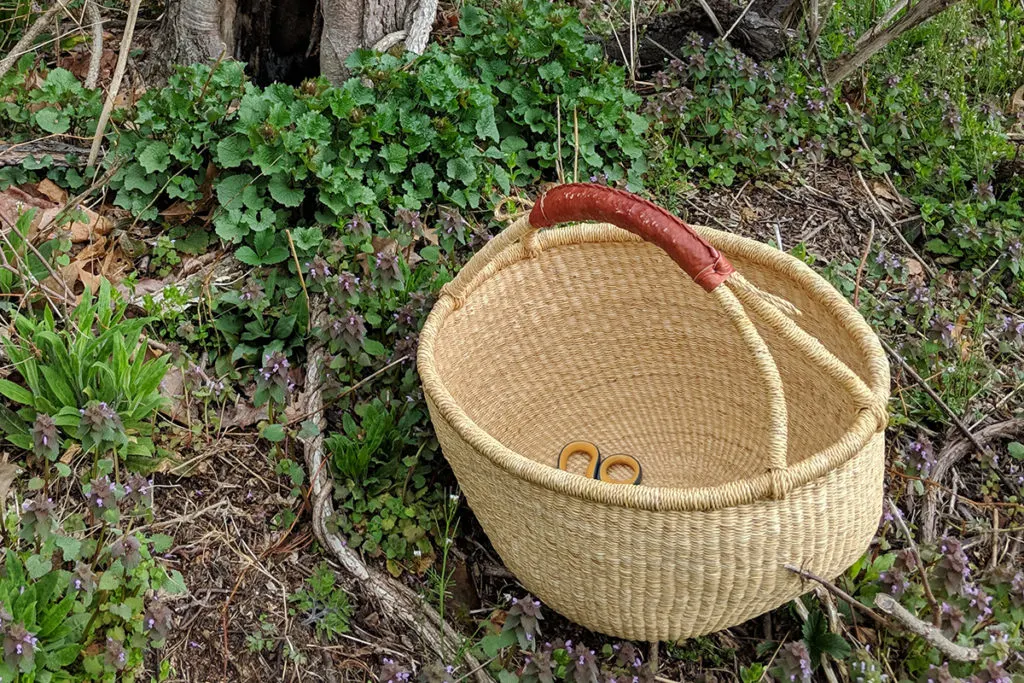 A Bolga market style seagrass basket used for collecting foraged foods.
