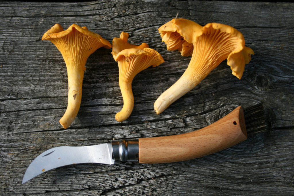An Opinel mushroom knife  with three chanterelles on a rough wood plank.
