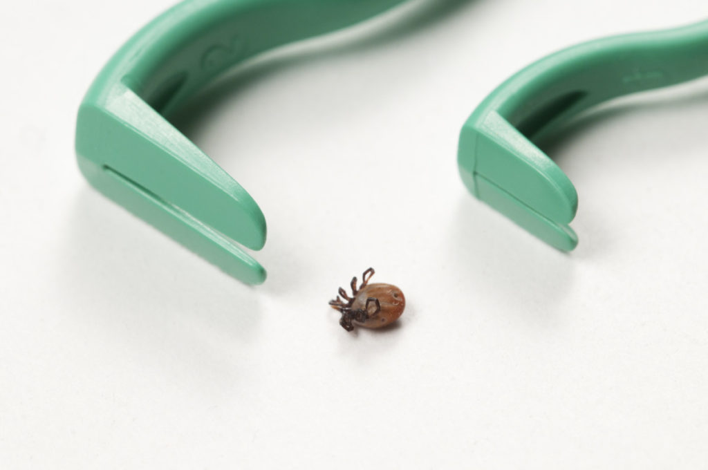 Two tick twisters, tools used to remove ticks while foraging.