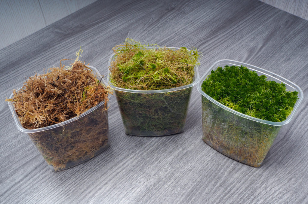 Natural Dried Sphagnum Moss for Garden at best price in