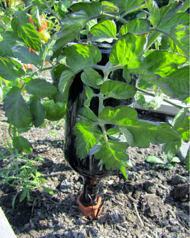 Wine bottle waterer inverted into tomato plant soil