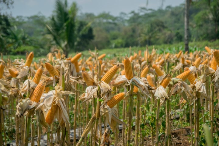Grow Your Own Popcorn + 6 Varieties to Try