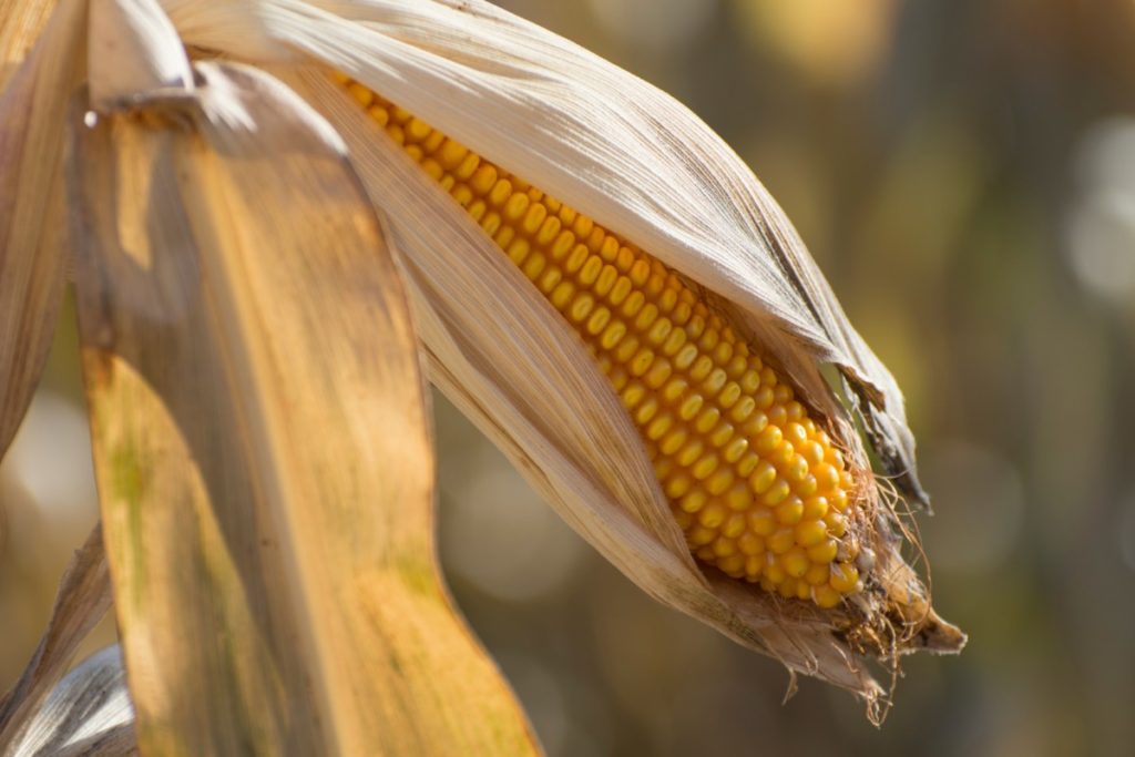 Close up of an ear of popcorn drying in the field