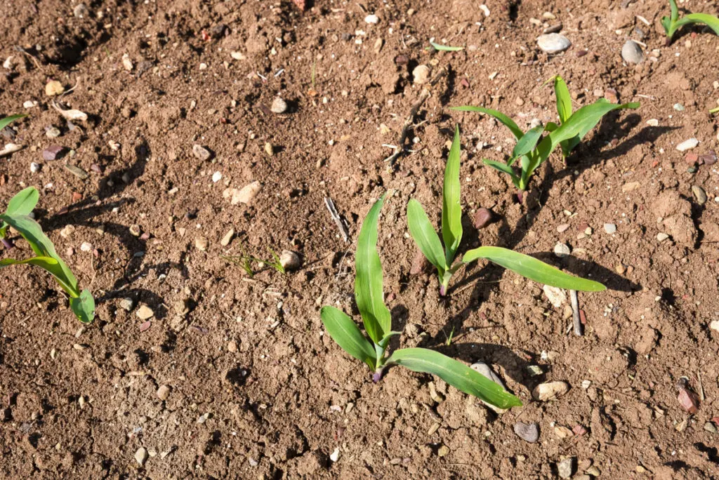 Popcorn seedlings growing up through the soil