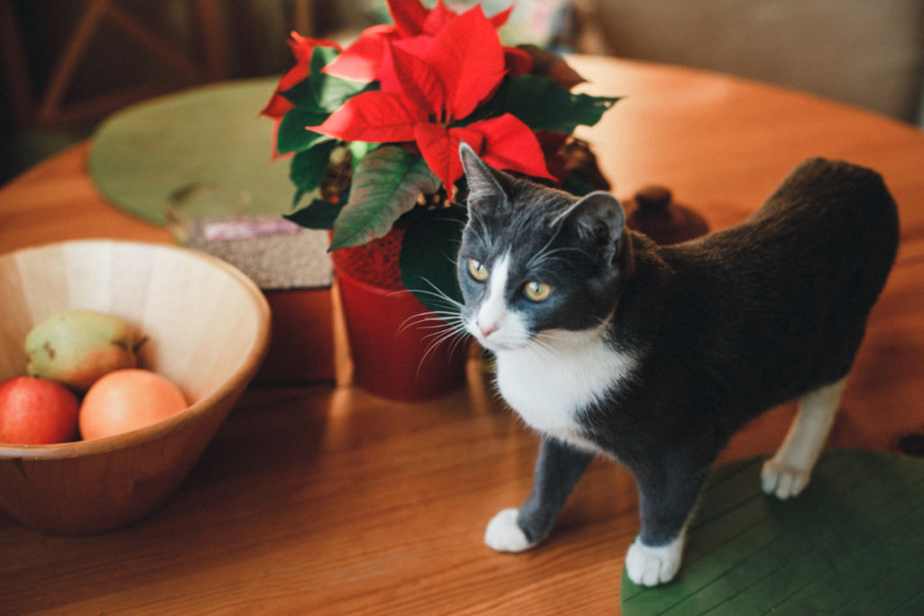 A cat on a table with a poinsettia on it.