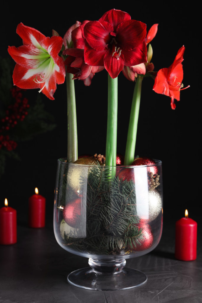 Three amaryllis blooms in a jar with Christmas baubles.