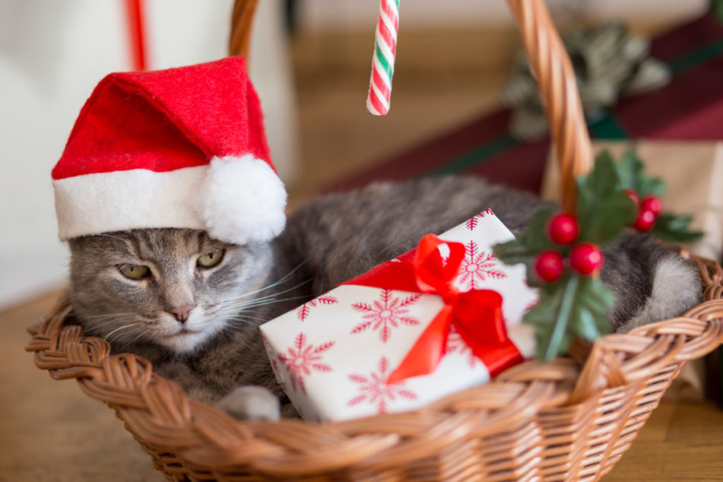 Cat wearing a Santa hat in a Christmas basket.