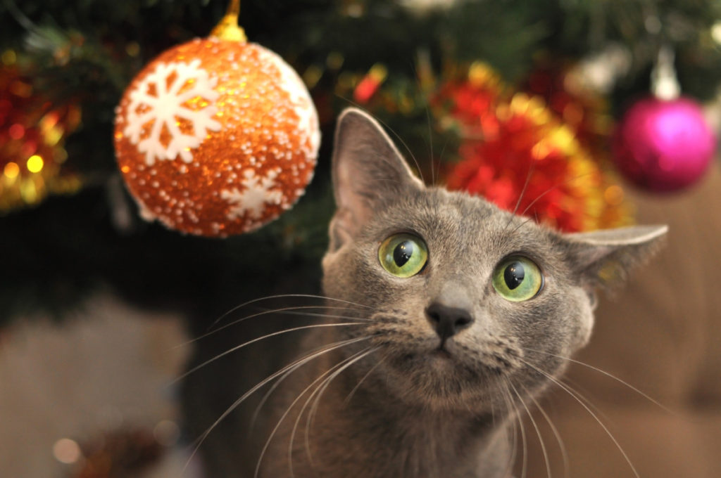 A gray cat is curiously looking at a glass Christmas bauble hanging from the tree.