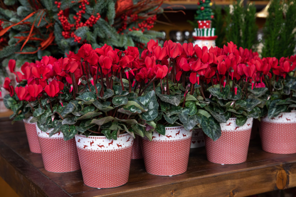 Red cyclamen in decorative Christmas pots.