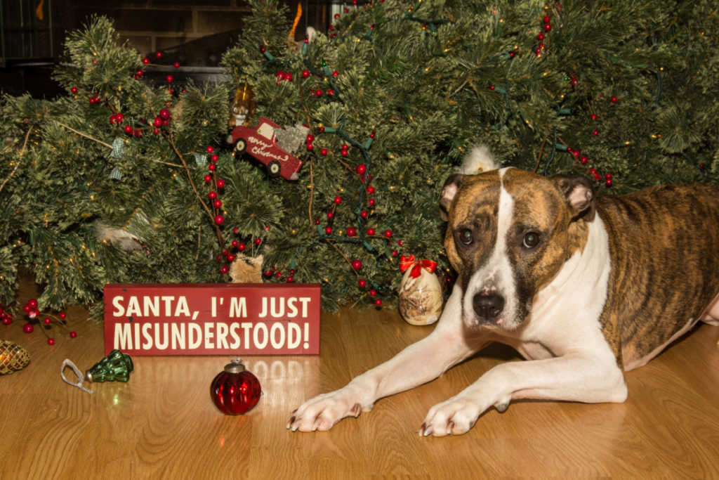A dog laying next to the Christmas tree it knocked over with a sign that reads, "Santa, I'm just misunderstood."