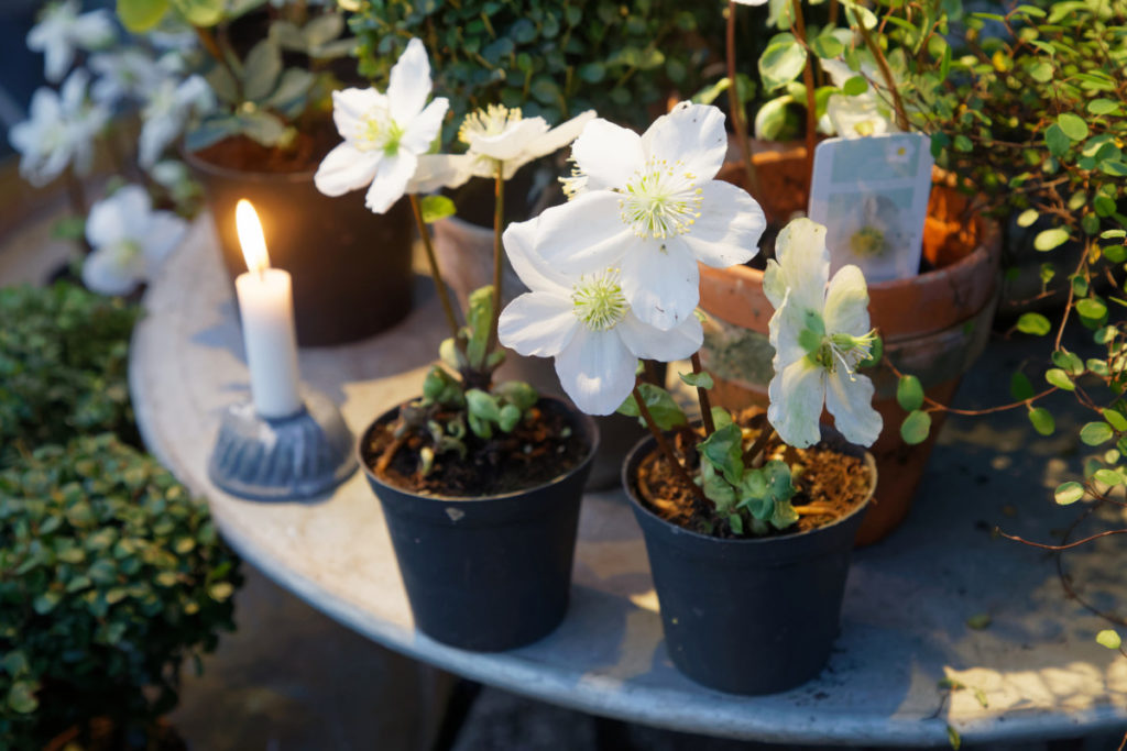 Potted hellebore plants for sale for Christmas.