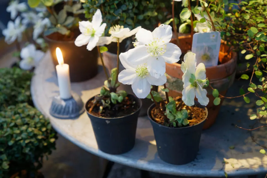 Potted hellebore plants for sale for Christmas.