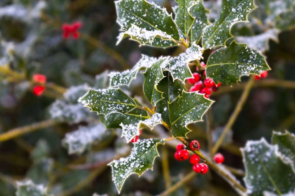 Frosty holly leaves and berries.