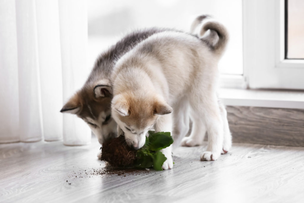Two husky puppies are chewing on a holiday kalanchoe plant.