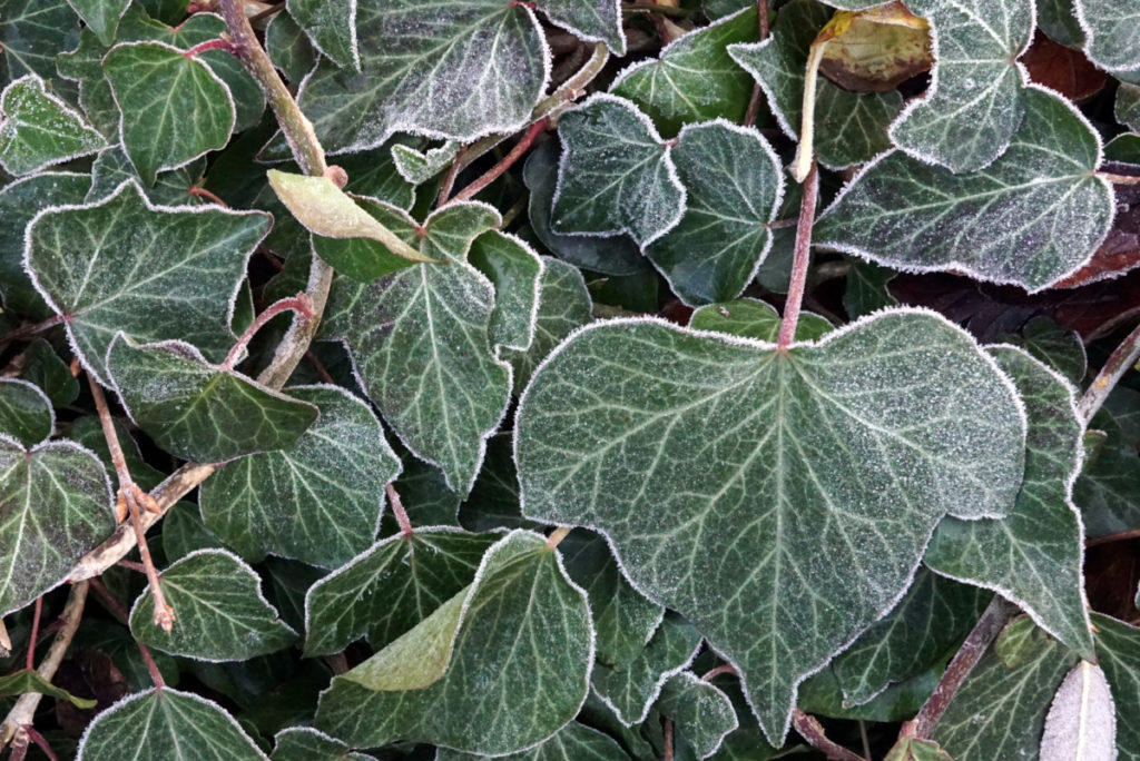 Frosted English ivy leaves. 