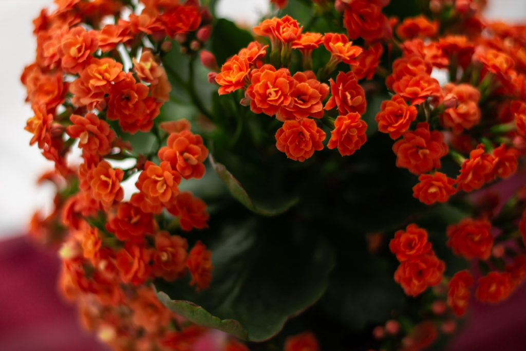 Tiny orange kalanchoe flowers.
