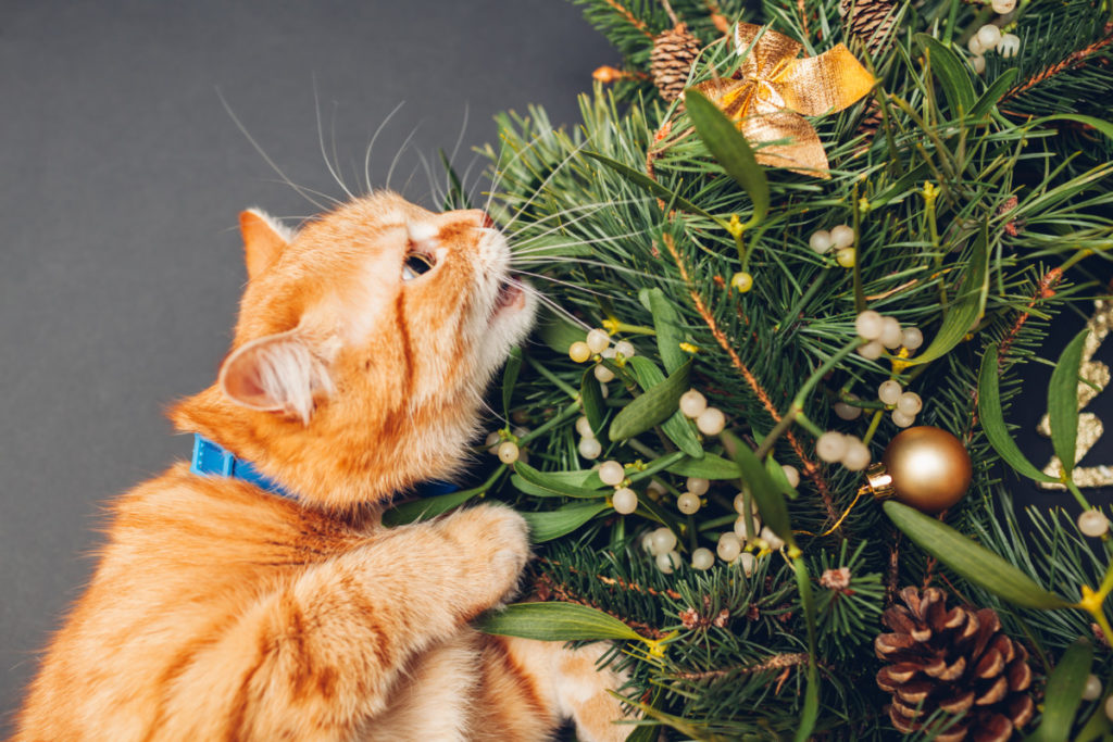 A cat trying to eat mistletoe which is poisonous to cats.