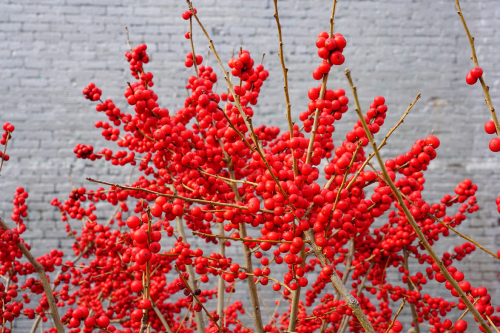 Bright red clusters of winterberry growing outside.