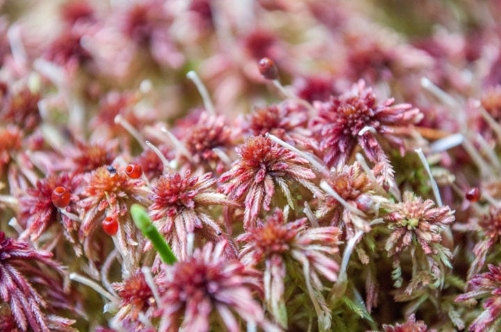 7 Reasons To Grow Sphagnum Moss & How To Grow It