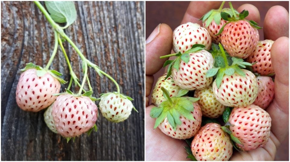 How to Grow Pineberries The White Strawberry With A Tropical Flavor