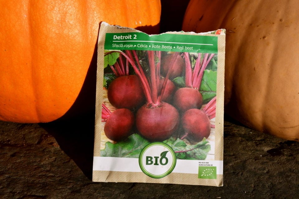 Planting Beets In Fall