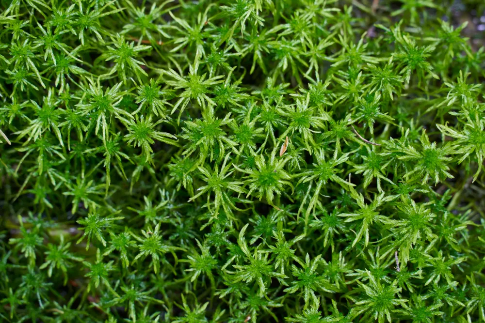 7 Reasons To Grow Sphagnum Moss How To Grow It