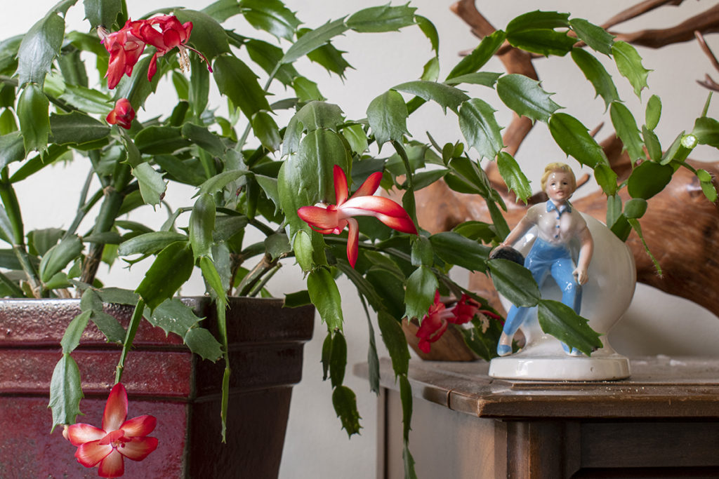 A Thanksgiving cactus in bloom, one of the few holiday plants that aren't toxic to pets.