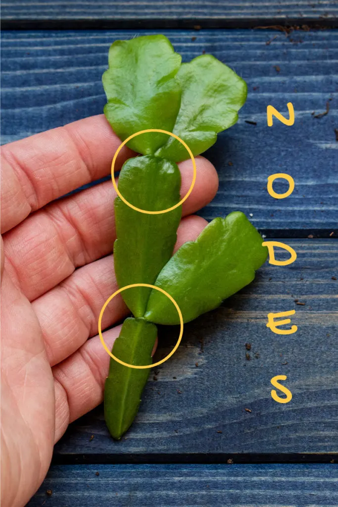 Close up Christmas cactus cutting with the nodes circled in yellow.
