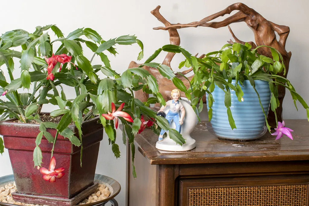 Christmas Cactus Plant rooted Schlumbergera in crochet pot