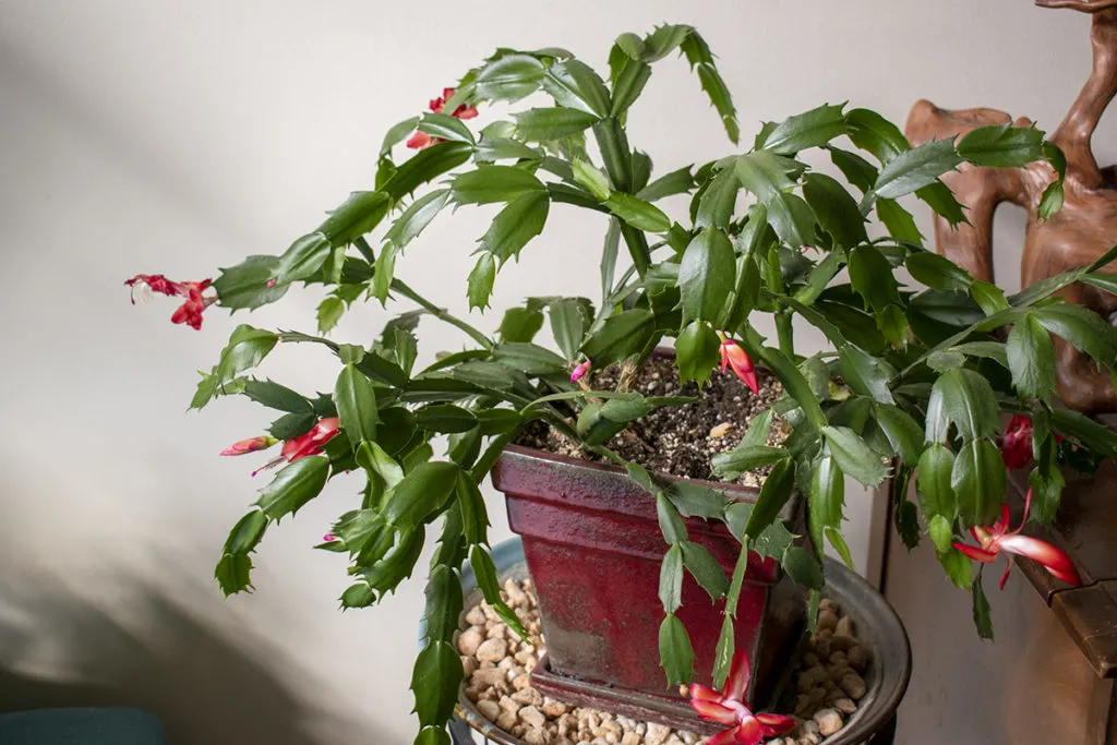 A large Thanksgiving cactus in bloom. 