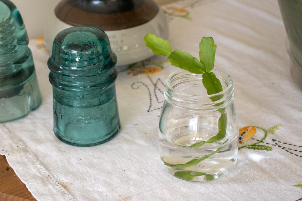 Small jam jar containing a Christmas cactus cutting.