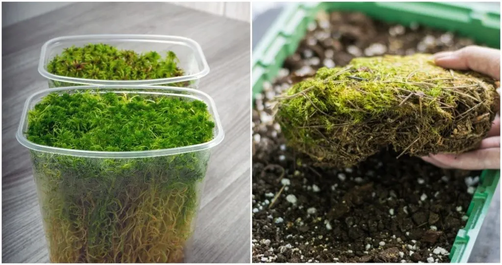 ORGANIC AND NATURAL GREEN MOSS FOR PLANTS / ORGANIC GREEN DRIED